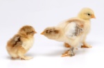 We Are Not Chicken Littles - The Sky Is Not Falling on The Reverse Mortgage World